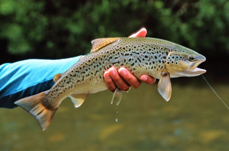 Person holding trout in their hand.