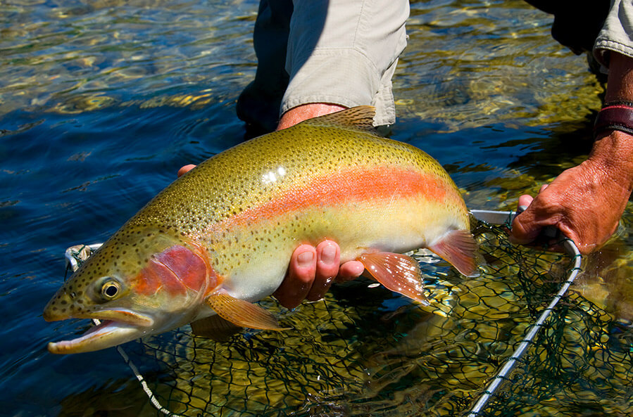 Rainbow Trout fishing in New Zealand.