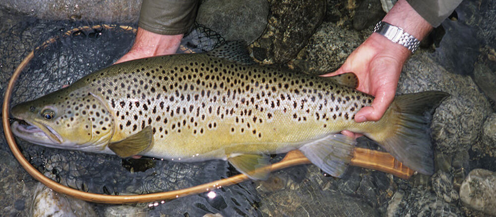 New Zealand trout held by man over fish net on rocks.
